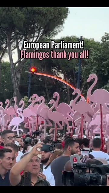 Thank You @europeanparliament !Flamingos thank you all.Now you must help us to save Albania the