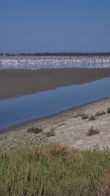 Flamingos x Narta
