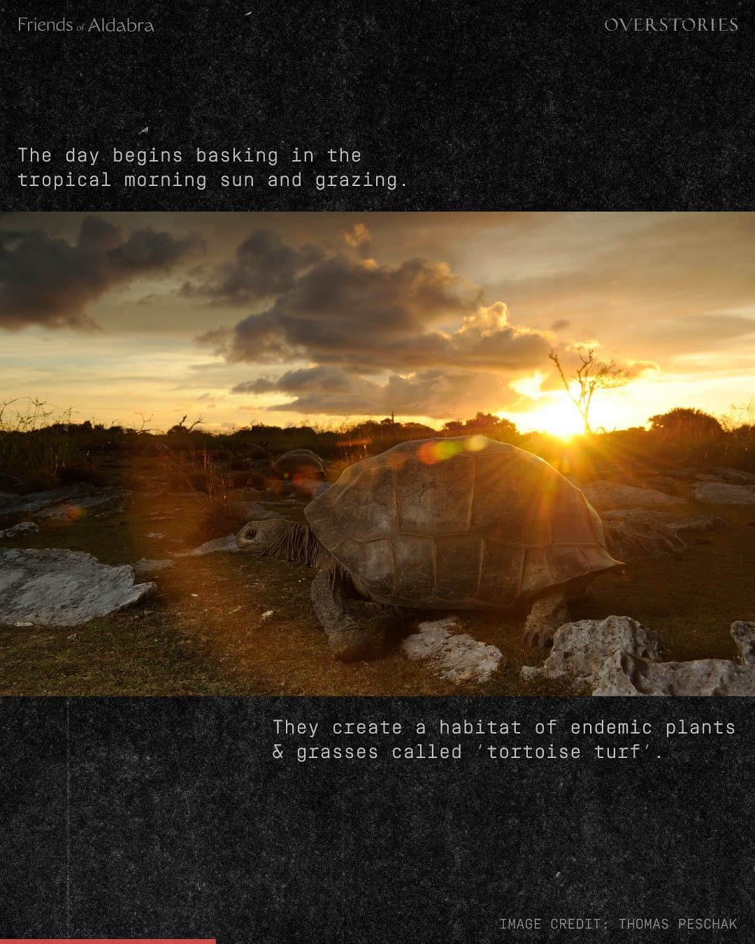 We need your help to stop construction on the Aldabra Islands. (2/7)