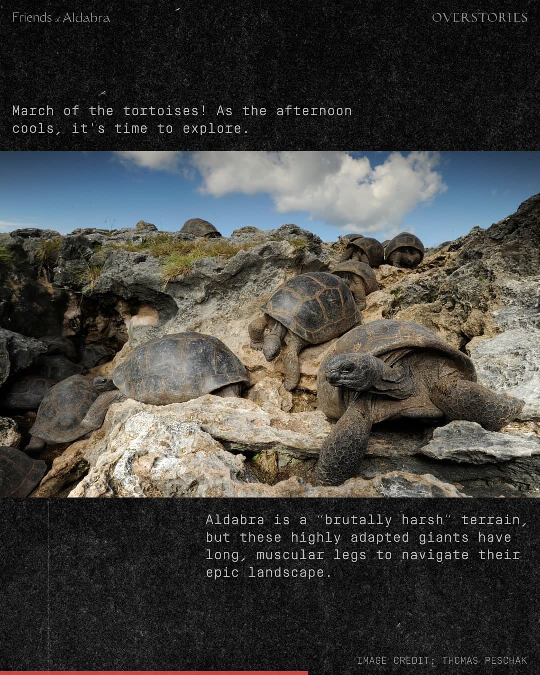 We need your help to stop construction on the Aldabra Islands. (4/7)