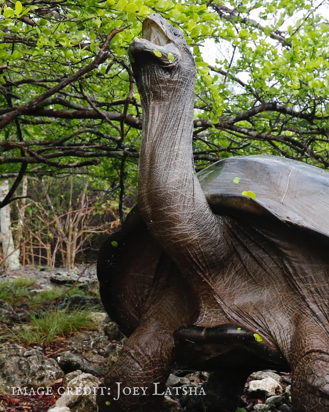 Meet the Aldabra Giant Tortoise (Aldabrachelys gigantea), one of the largest tortoises… (1/2)