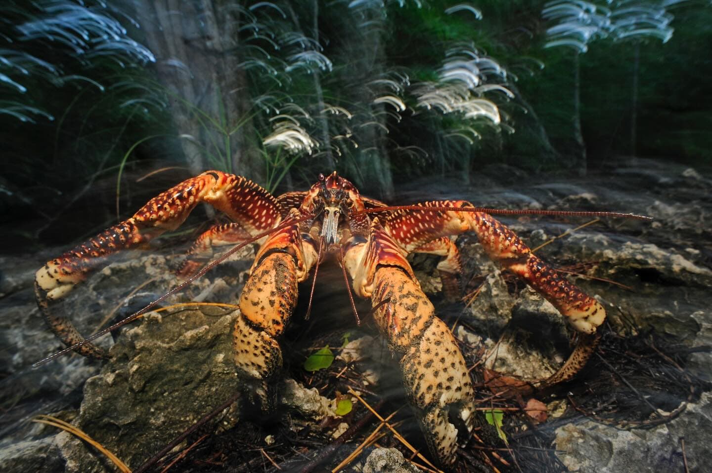 The Coconut crab (Birgus latro): Big, strong, and at risk!