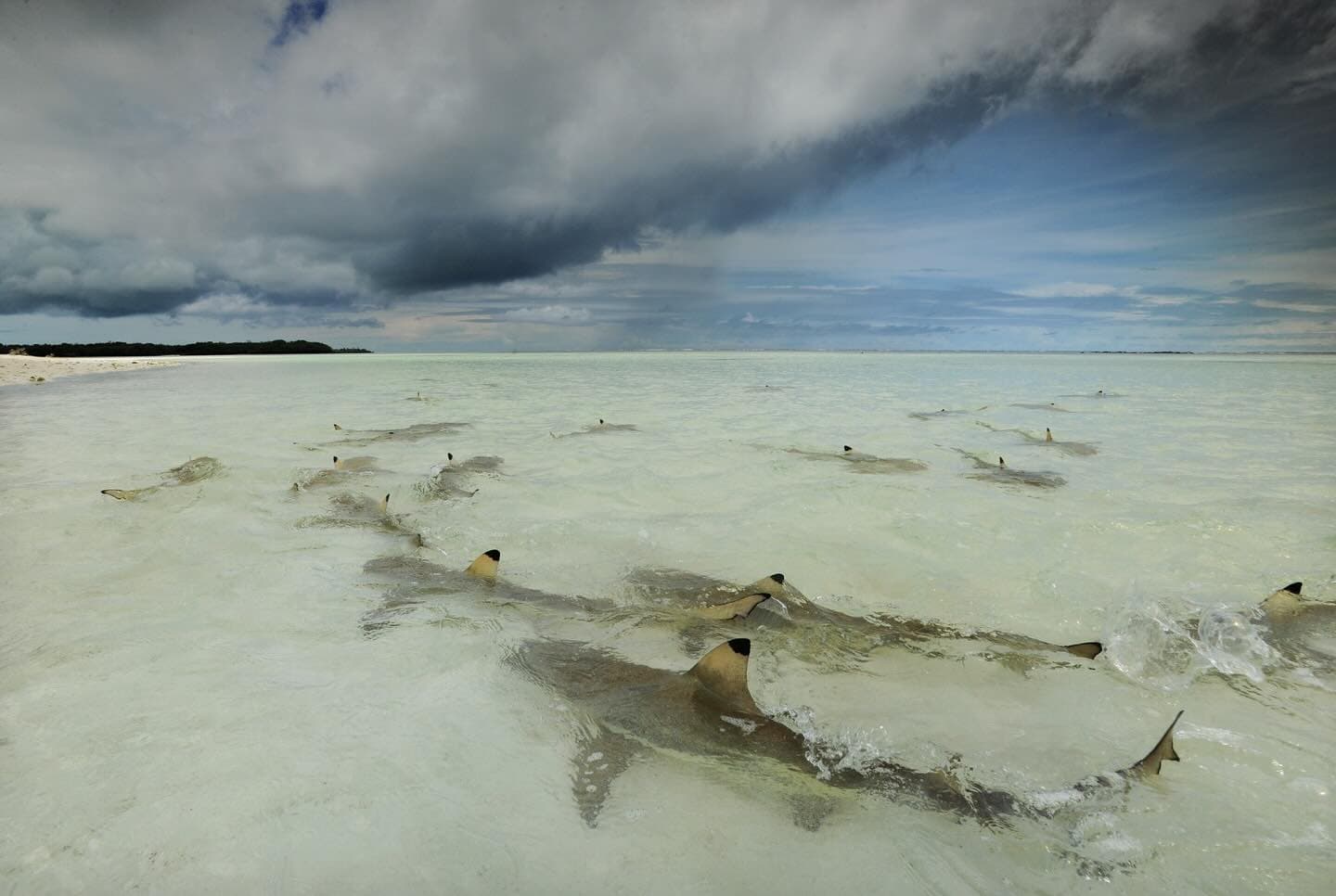 Blacktip reef sharks enjoying Aldabra’s shallow waters.