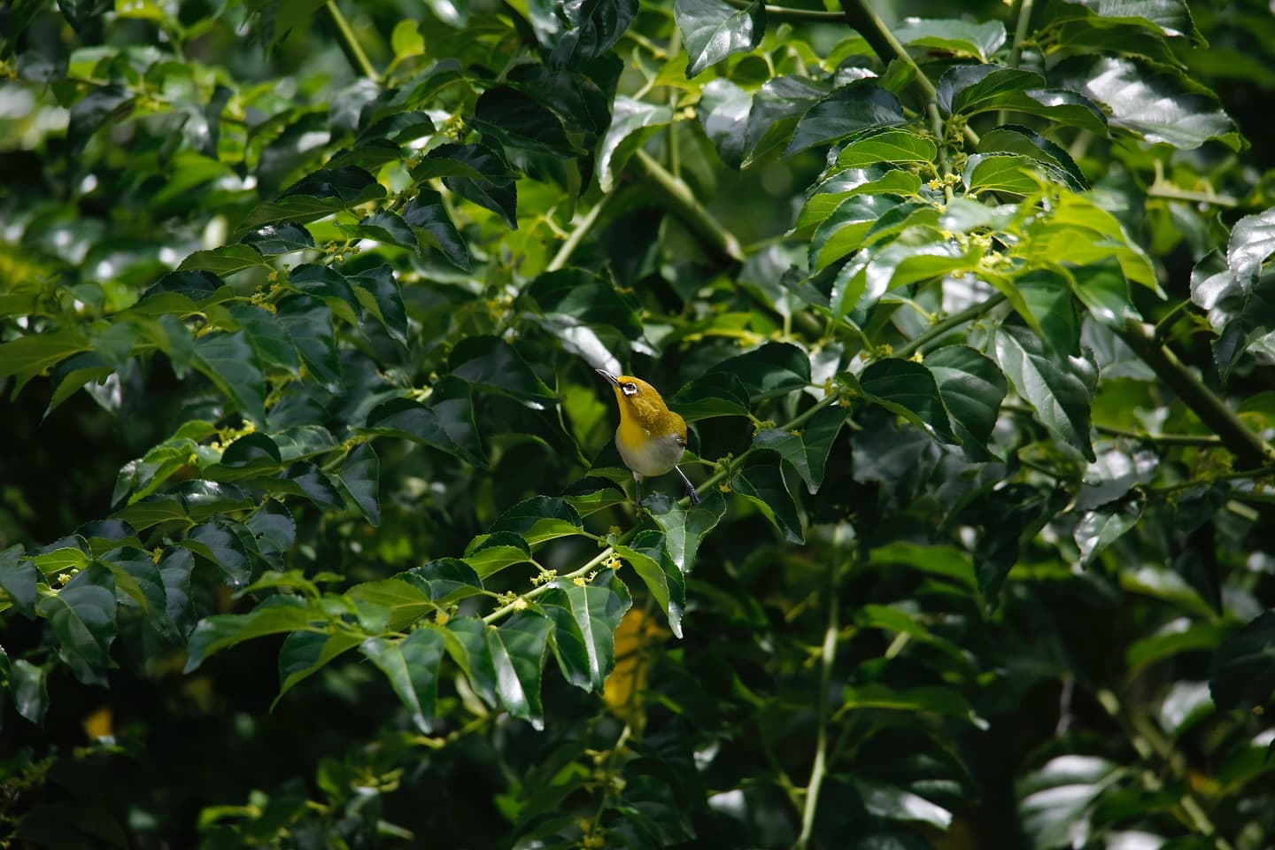 Meet the Aldabra white-eye, a sharp-billed, yellow-faced, social forager One of the… (1/2)