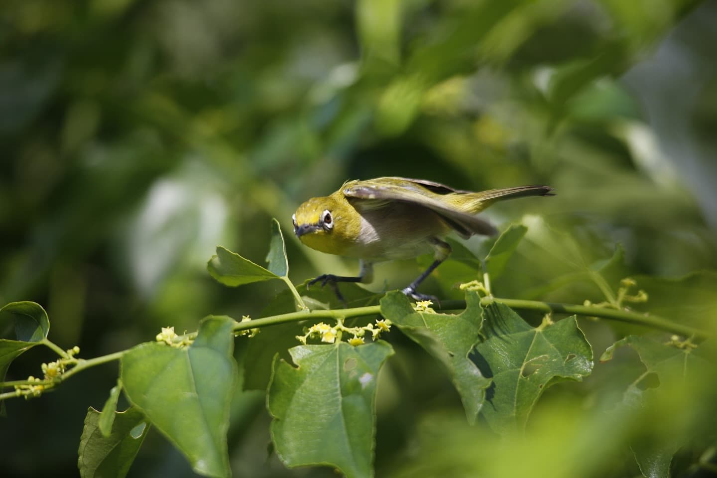 Meet the Aldabra white-eye, a sharp-billed, yellow-faced, social forager One of the… (2/2)