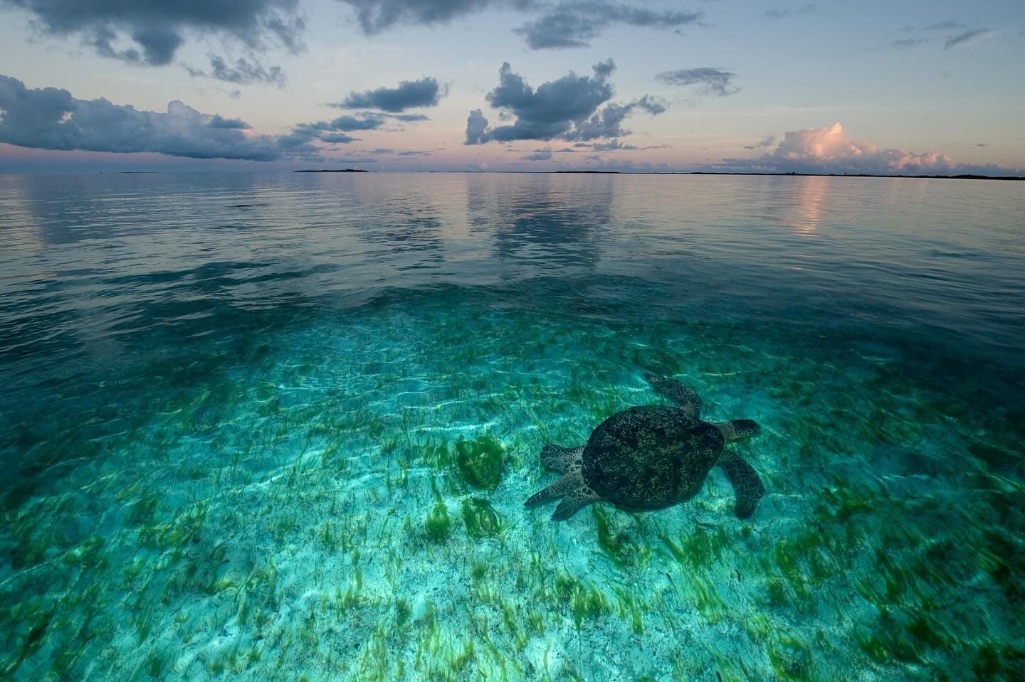 A green sea turtle glides through Aldabra’s protected waters.