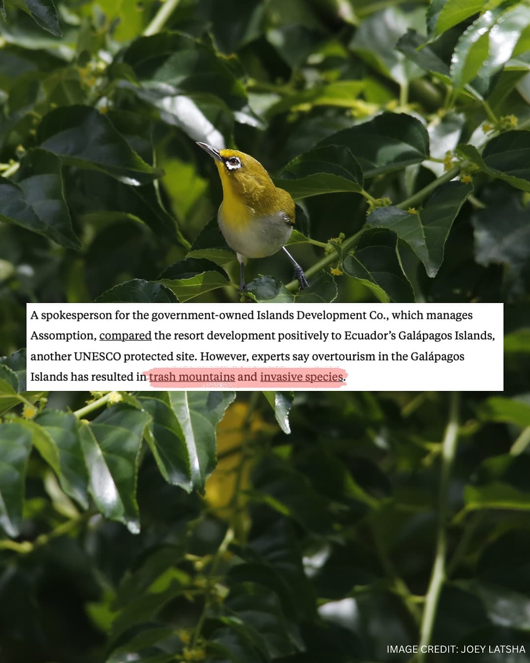 Thank you to and for this important coverage of our campaign to protect Aldabra! (5/7)