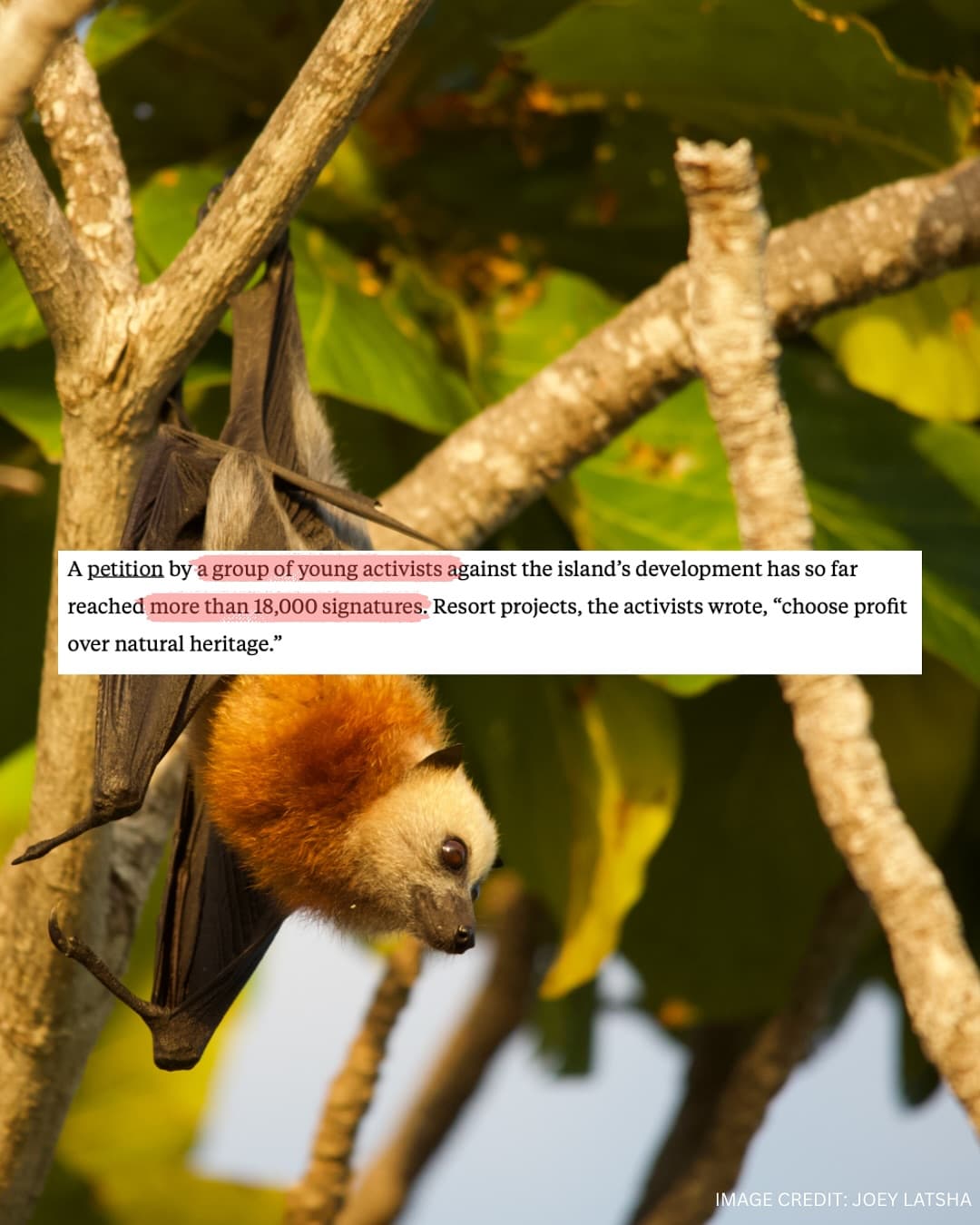 Thank you to and for this important coverage of our campaign to protect Aldabra! (7/7)