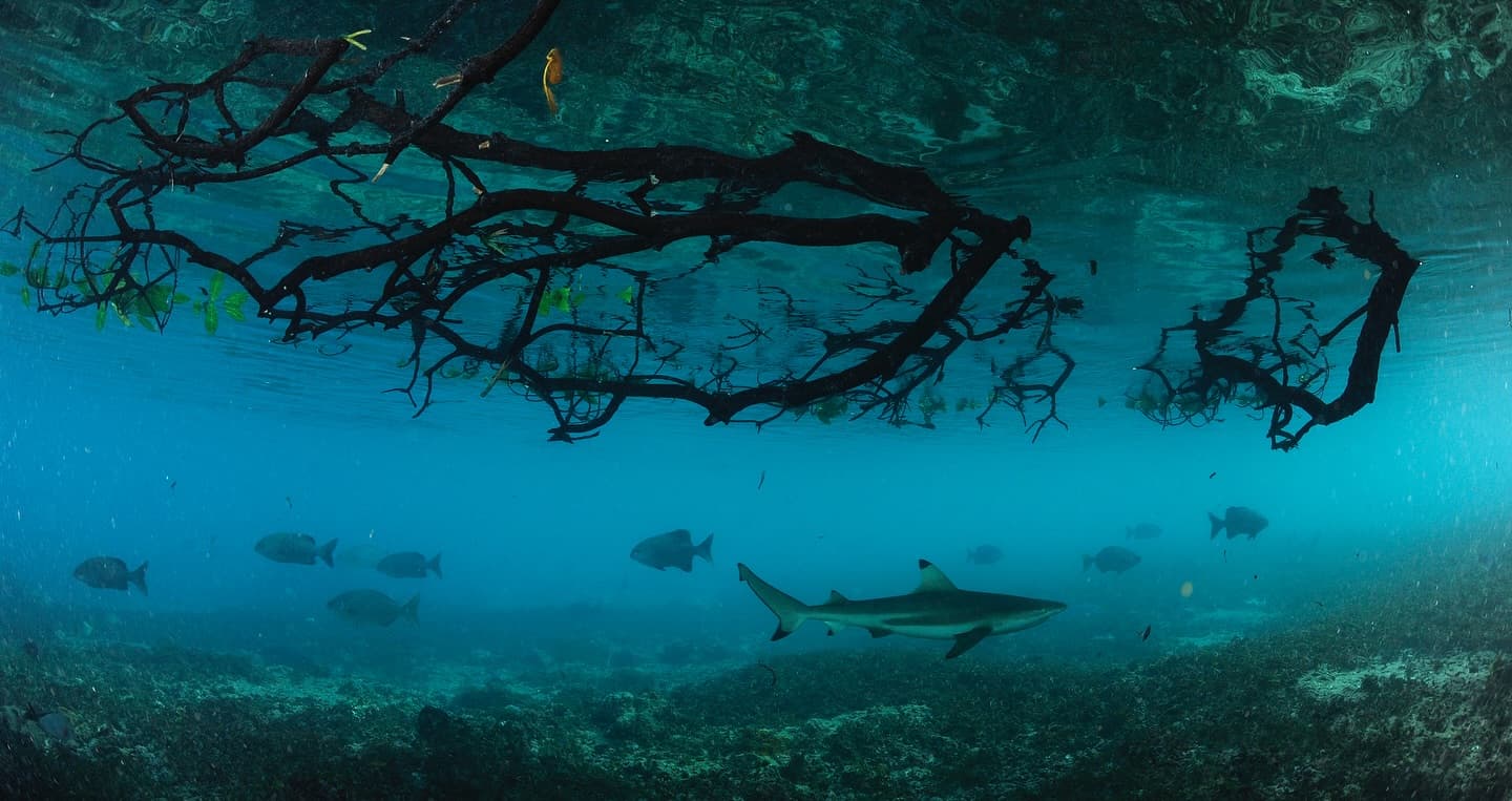 A moment of serenity beneath the surface, captured by Fish and sharks find common…