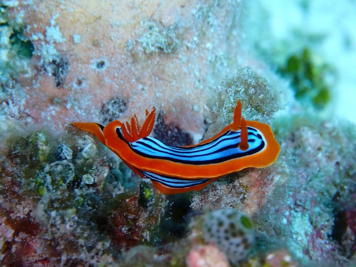 Did you know Aldabra is home to colorful underwater slugs called nudibranchs? (1/2)