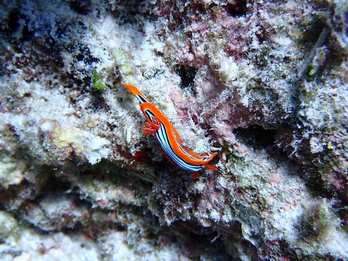 Did you know Aldabra is home to colorful underwater slugs called nudibranchs? (2/2)