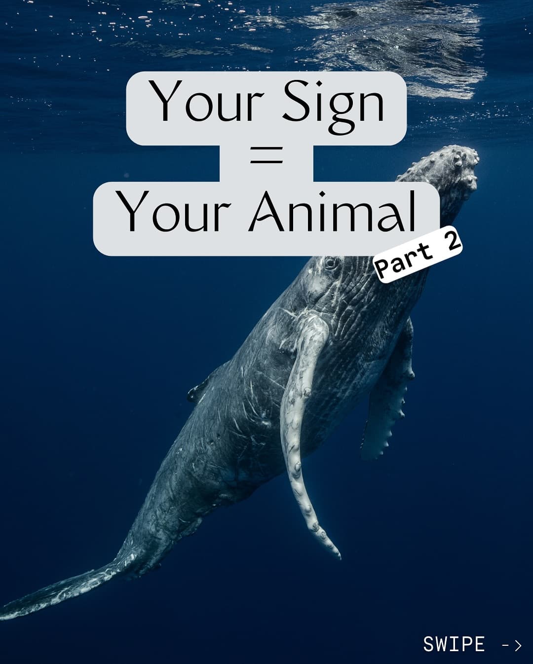 From the meticulous day gecko to the adventurous spinner dolphin, Aldabra is alive… (1/8)