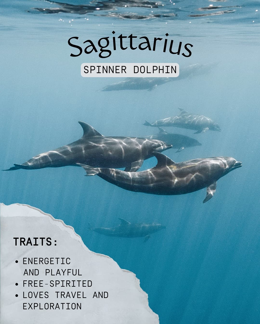 From the meticulous day gecko to the adventurous spinner dolphin, Aldabra is alive… (4/8)