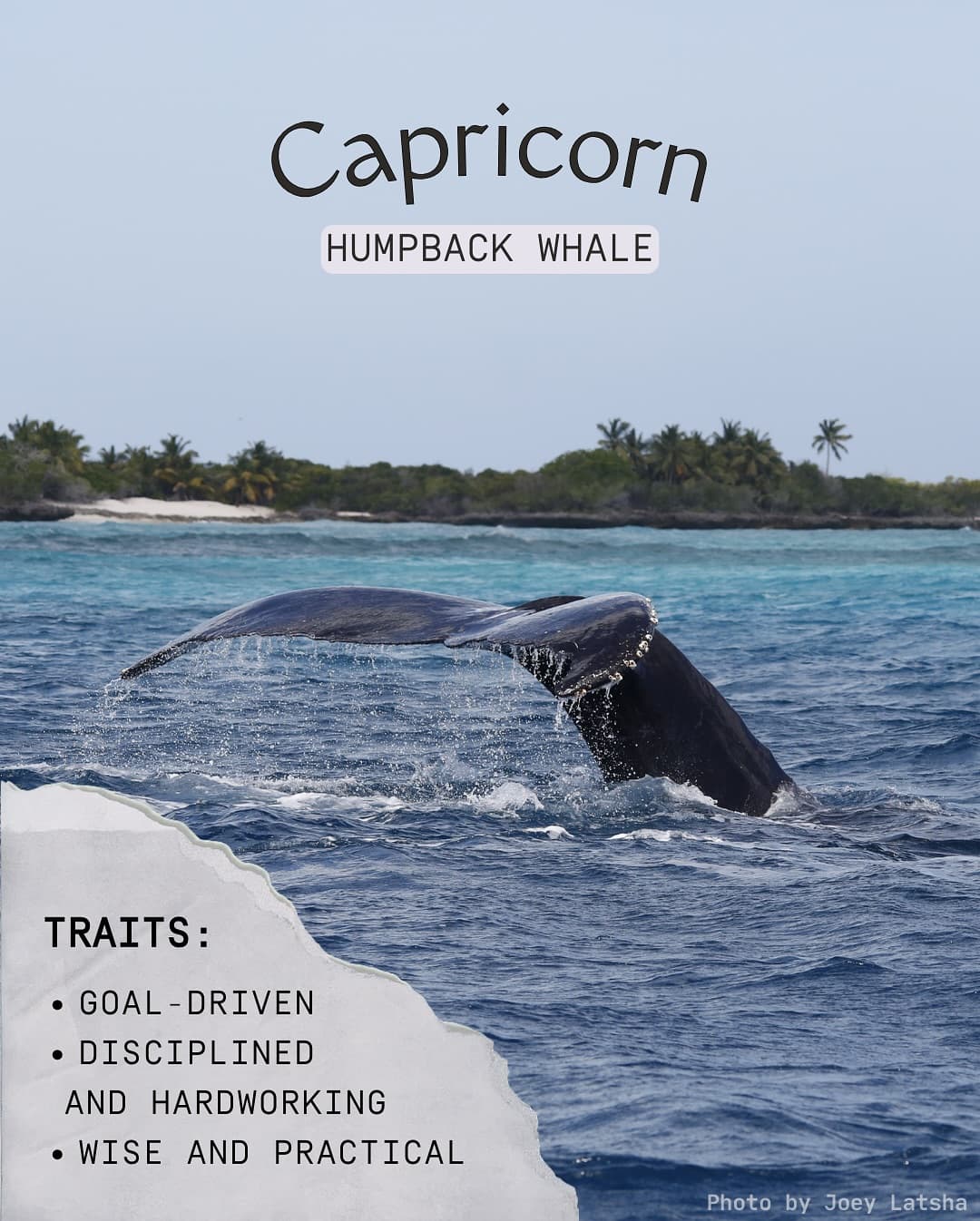 From the meticulous day gecko to the adventurous spinner dolphin, Aldabra is alive… (5/8)