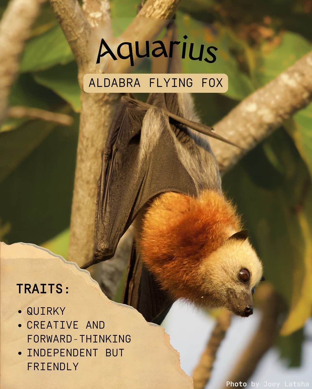 From the meticulous day gecko to the adventurous spinner dolphin, Aldabra is alive… (6/8)