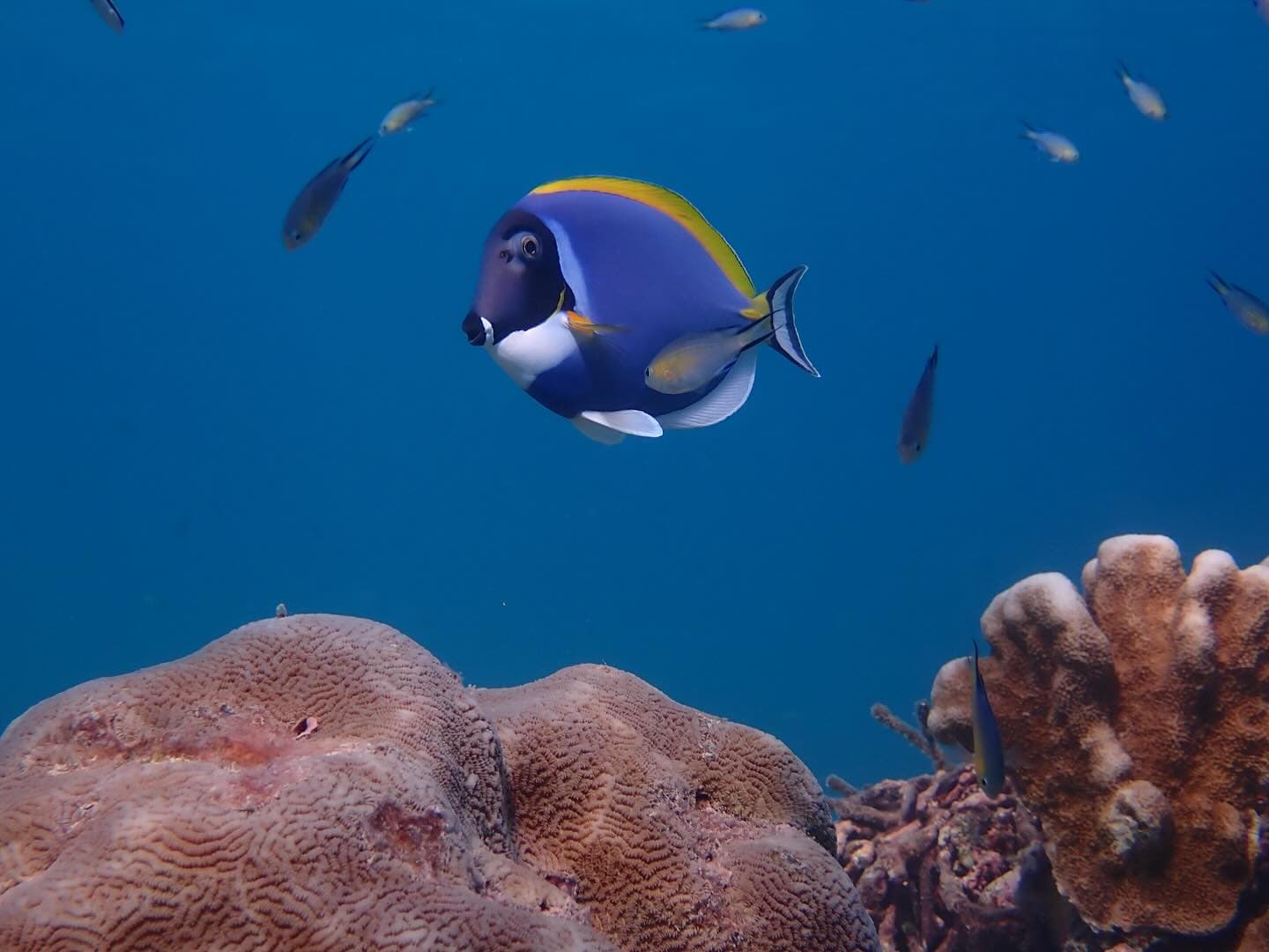 A powder blue tang (Acanthurus leucosternon) darts through Aldabra’s coral reefs,…