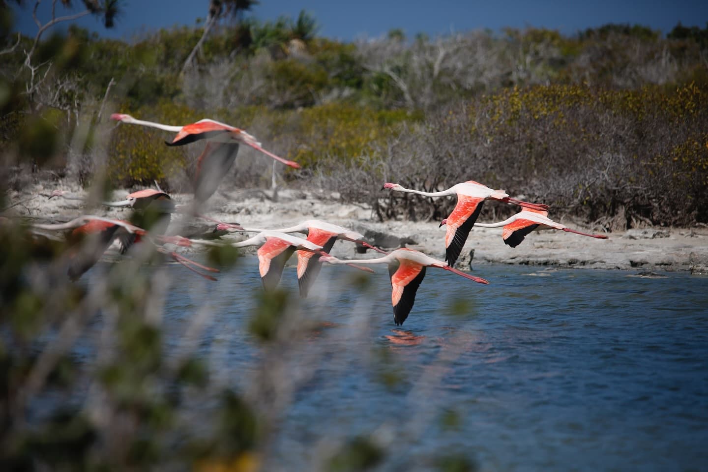 Aldabra is the only coral atoll in the world where Greater Flamingos (Phoenicopterus… (1/3)