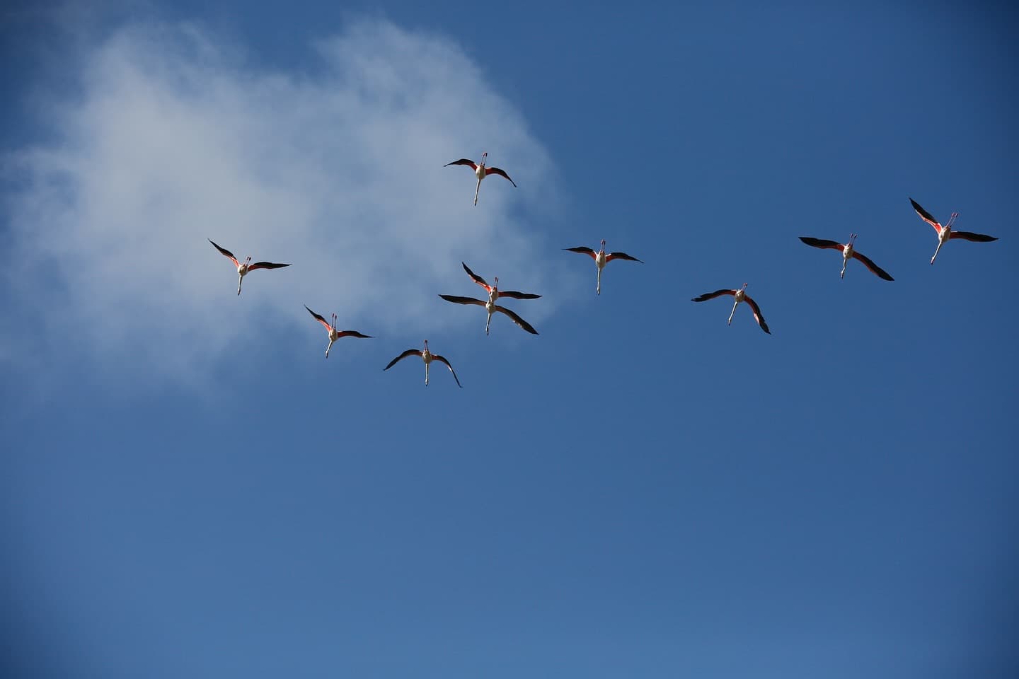Aldabra is the only coral atoll in the world where Greater Flamingos (Phoenicopterus… (2/3)