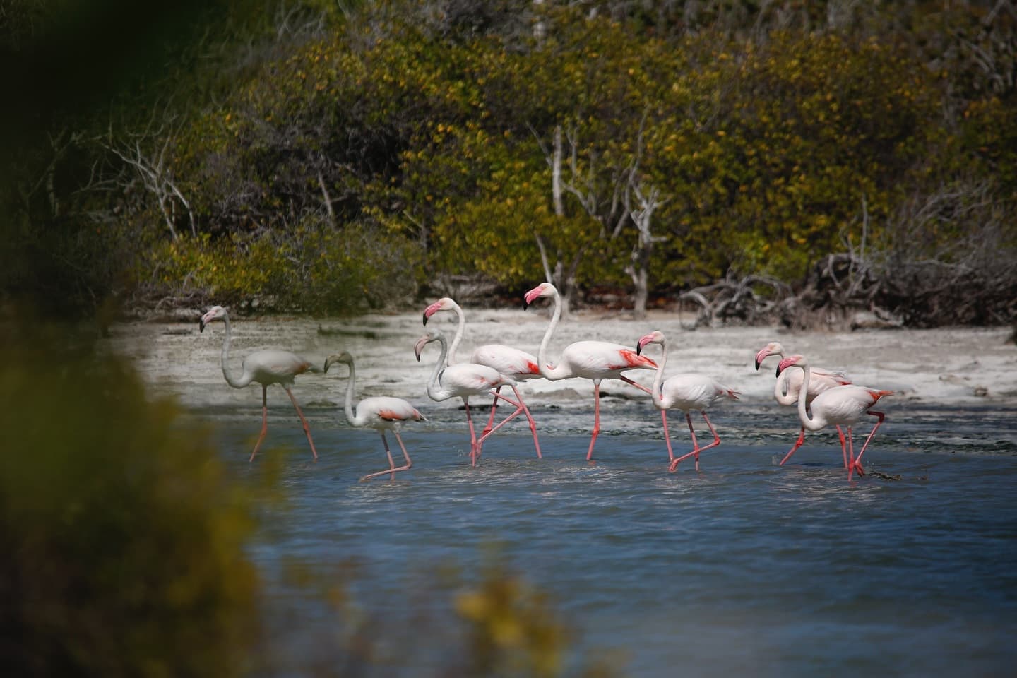 Aldabra is the only coral atoll in the world where Greater Flamingos (Phoenicopterus… (3/3)