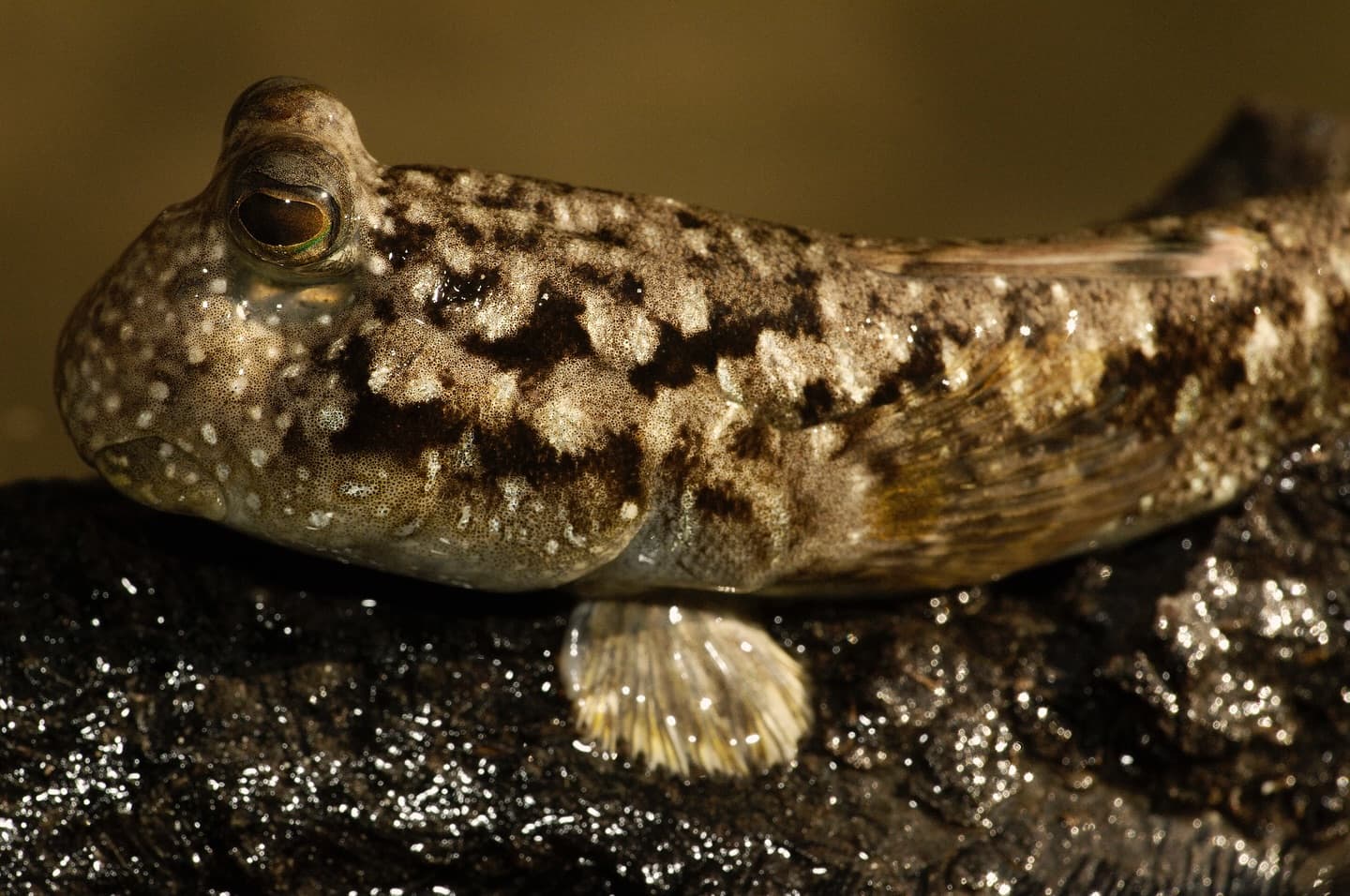 Meet the common mudskipper (Periophthalmus kalolo), also known as “Kabosoter” in Creole.
