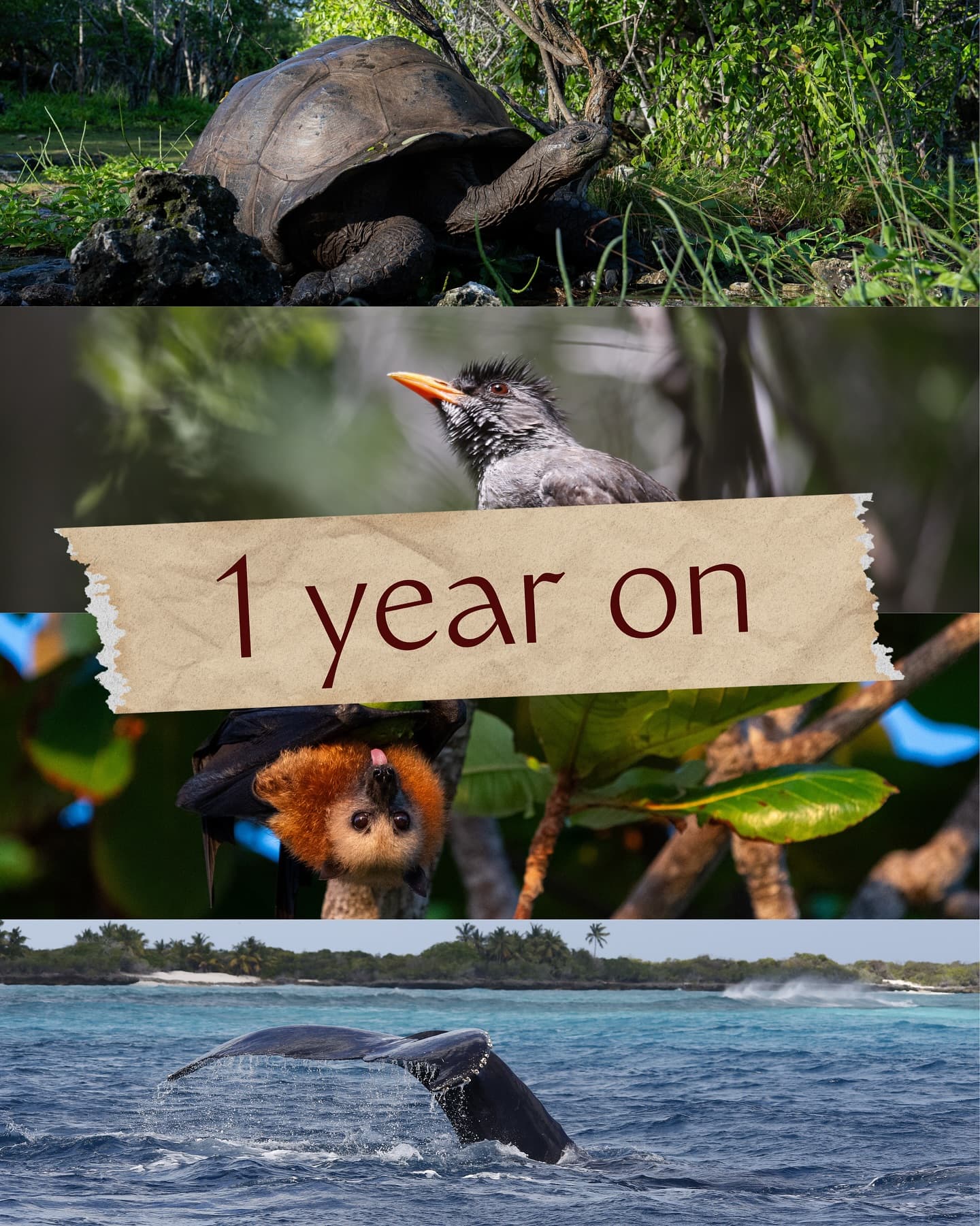 One year ago, we asked the world to care about Aldabra: a rare sanctuary, one of the… (1/9)