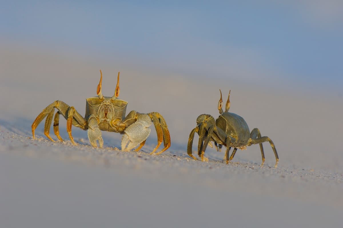 Pictured is a species of ghost crab, most likely the horned ghost crab Known as…