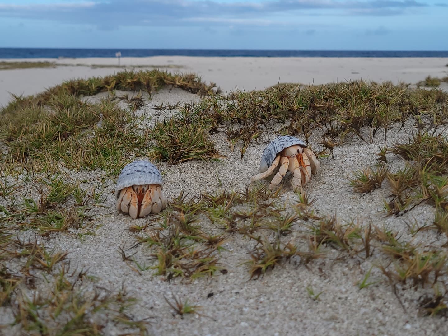 Day 5 in our Aldabra Christmas Series! (3/3)