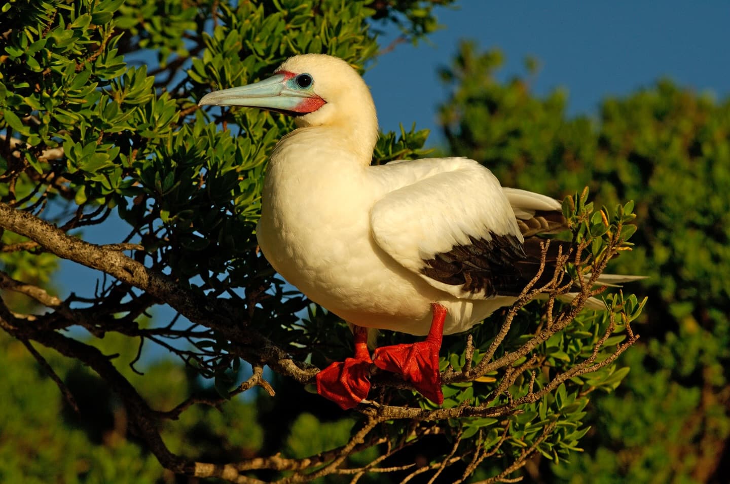 Day 6 in our Aldabra Christmas Series! (1/2)