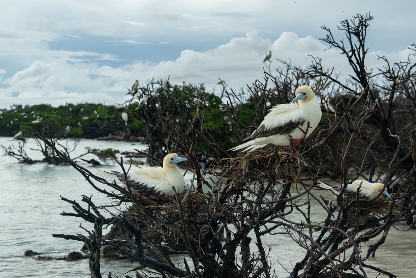 Day 6 in our Aldabra Christmas Series! (2/2)