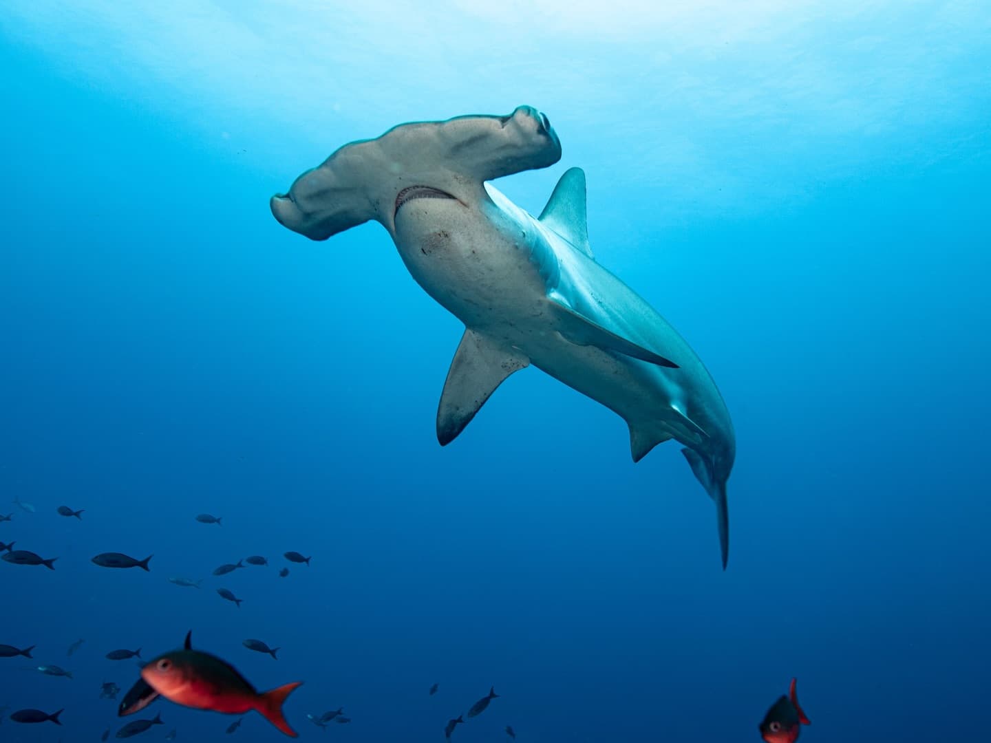 Day 7 in our Aldabra Christmas Series. (2/4)
