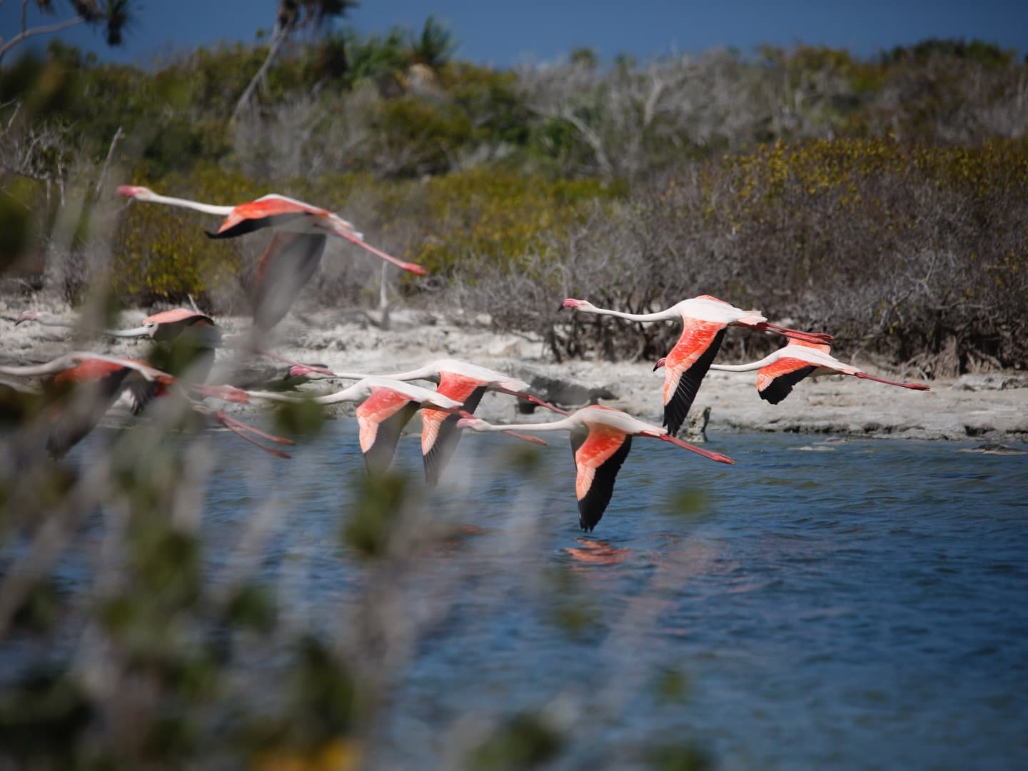 Day 8 in our Aldabra Christmas Series. (4/4)