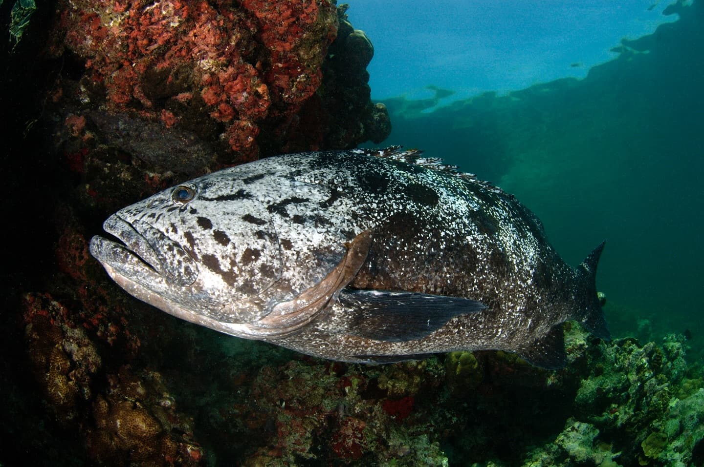 Meet the potato grouper (Epinephelus tukula) These fish are among the largest coral…