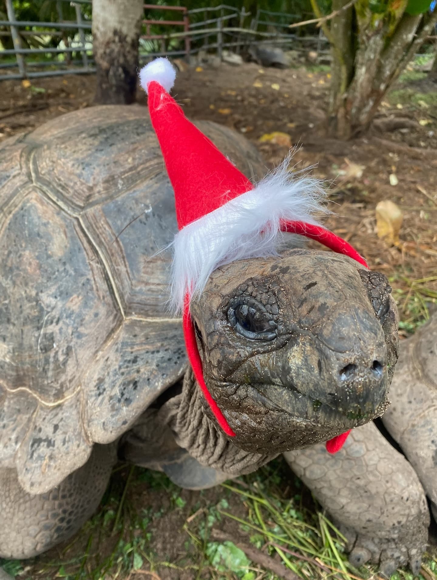 Wishing you a very happy Christmas from the heart of the Seychelles! (1/2)