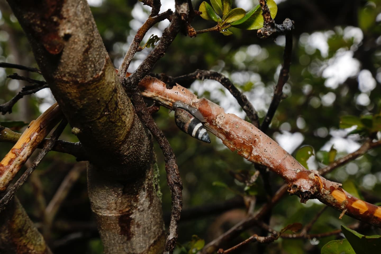 Day 3 in our Aldabra Christmas Series. (3/3)