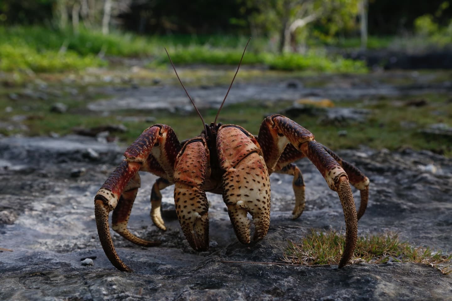 Day 10 in our Aldabra Christmas Series. (1/3)