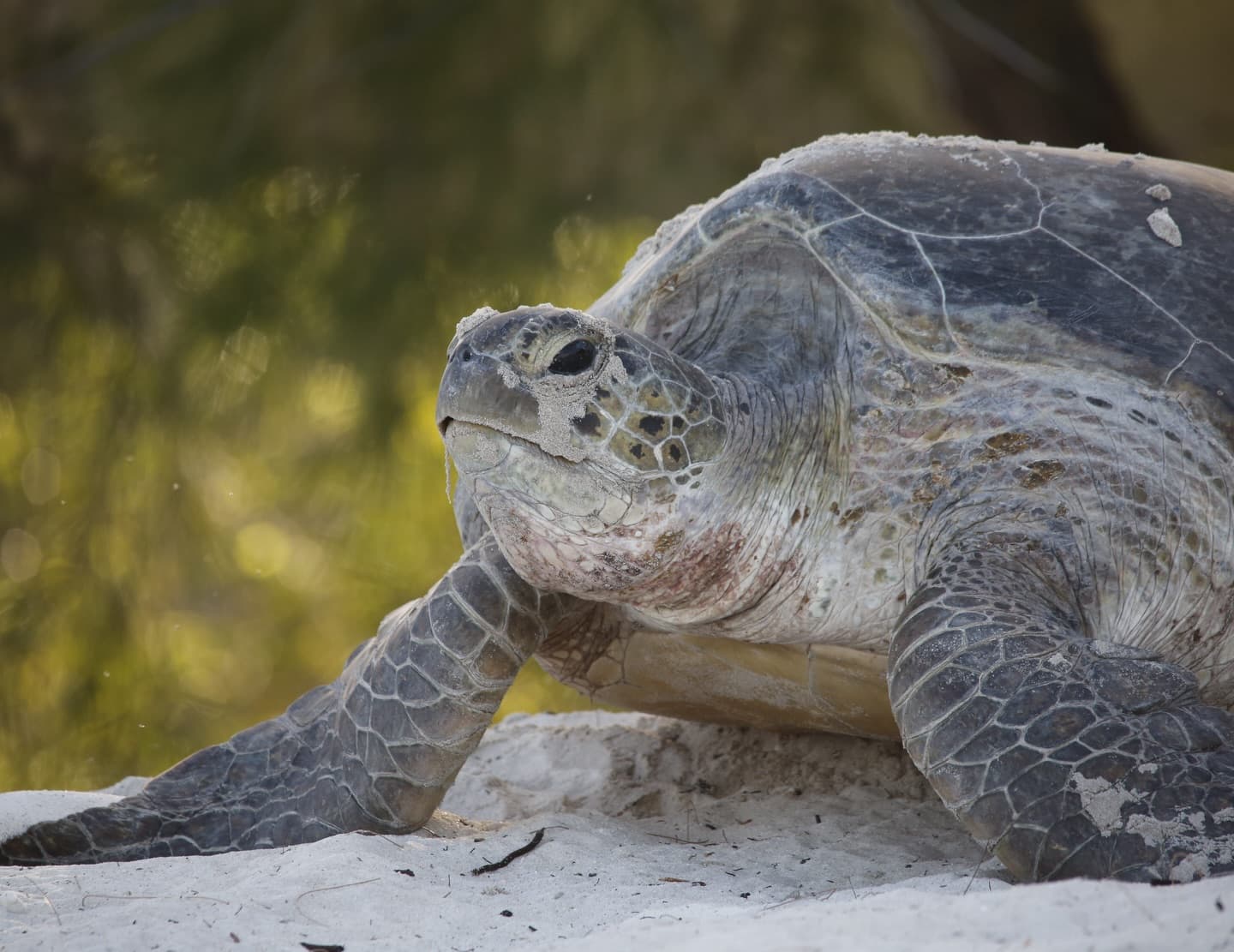 Day 12 in our Aldabra Christmas Series. (3/4)