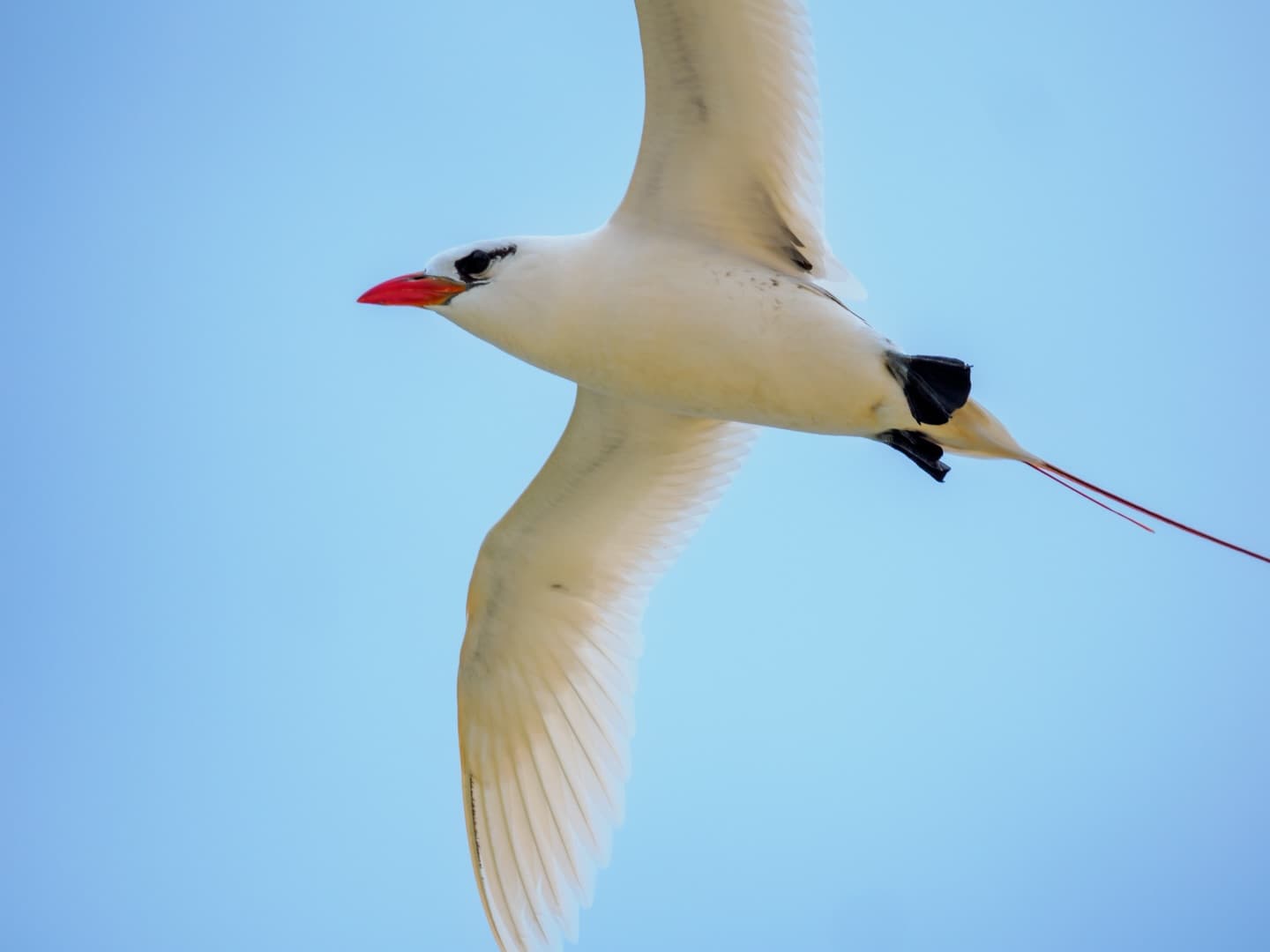 Meet the Red-tailed Tropicbird (Phaethon rubricauda) Their most famous feature is the… (1/3)