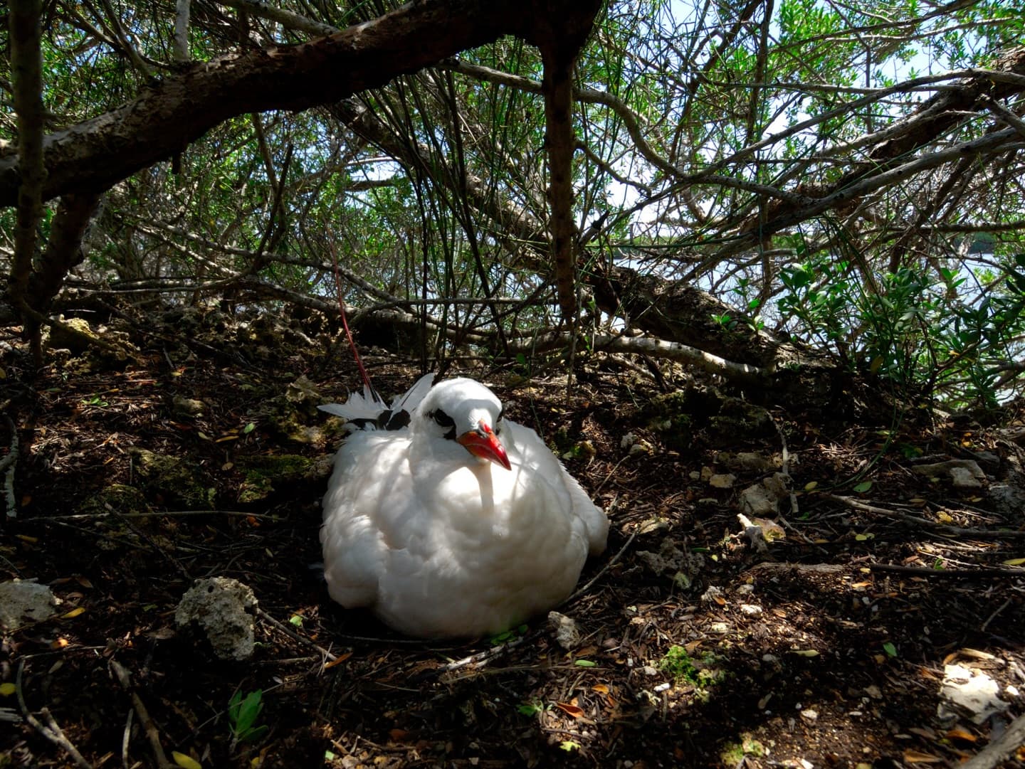 Meet the Red-tailed Tropicbird (Phaethon rubricauda) Their most famous feature is the… (2/3)