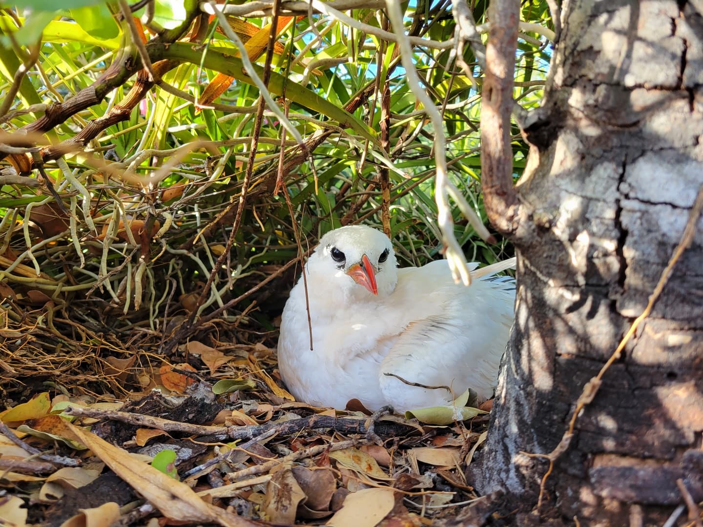 Meet the Red-tailed Tropicbird (Phaethon rubricauda) Their most famous feature is the… (3/3)