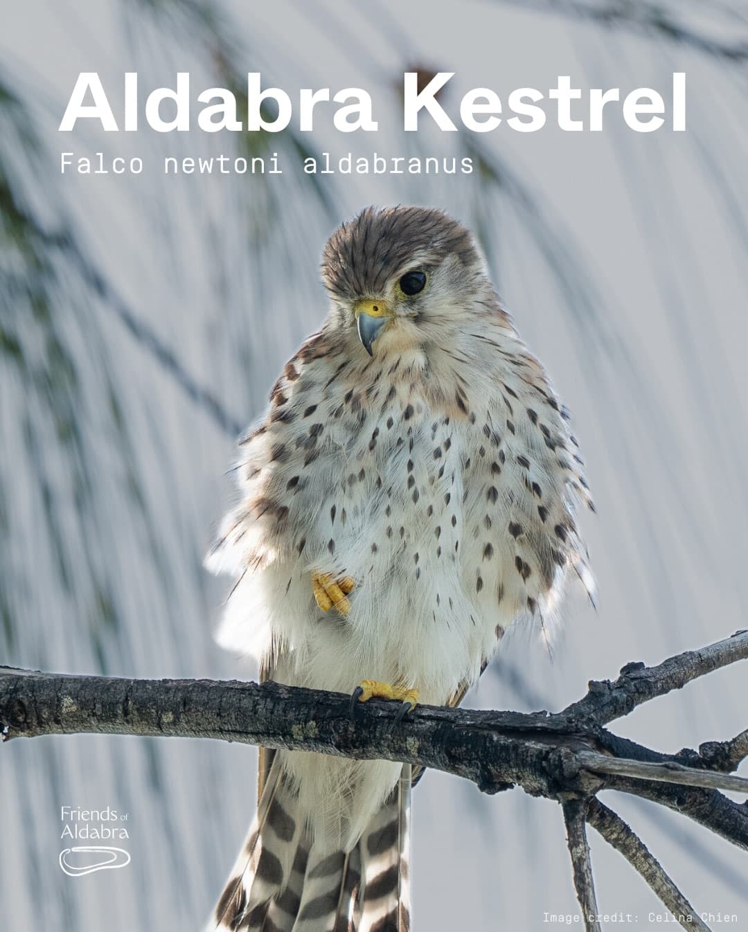 Meet the Aldabra Kestrel! (1/5)