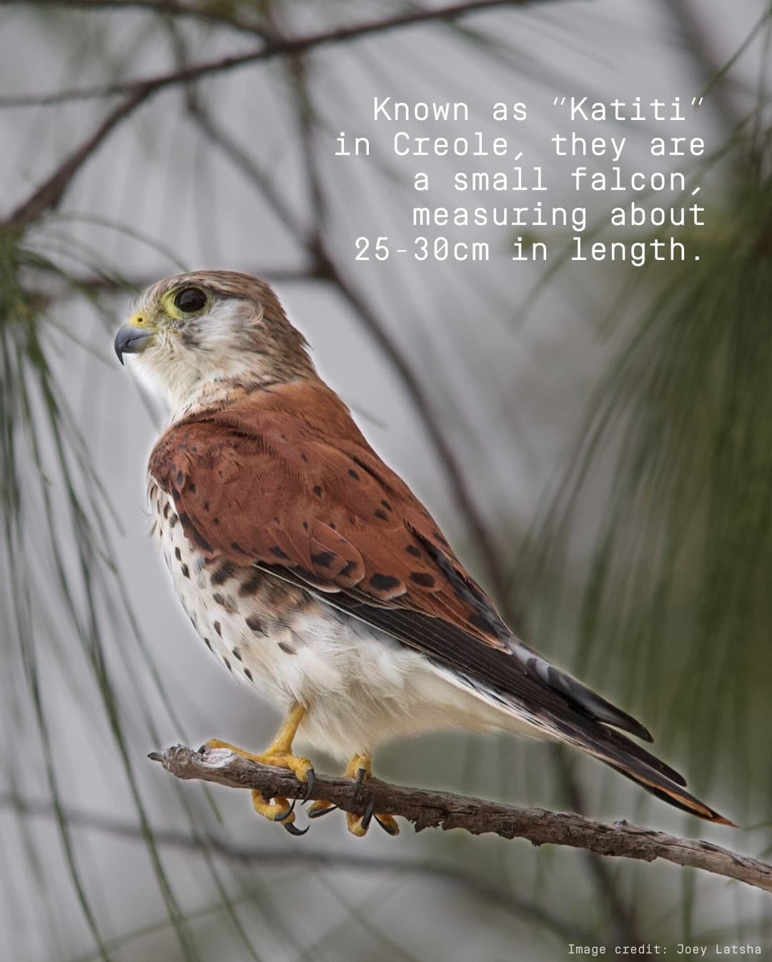 Meet the Aldabra Kestrel! (2/5)