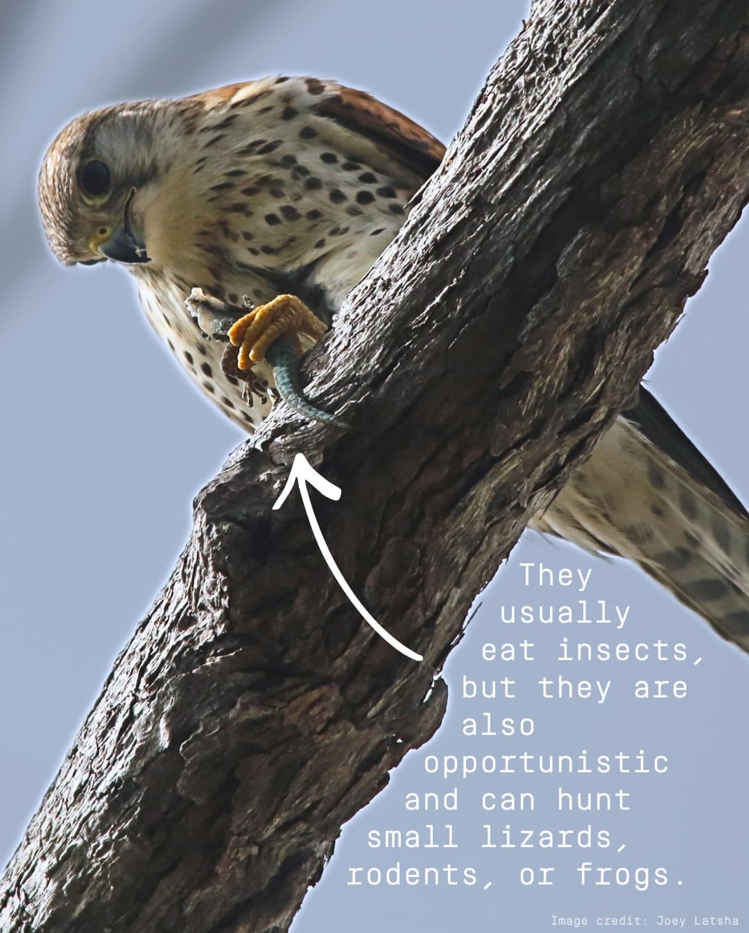 Meet the Aldabra Kestrel! (3/5)