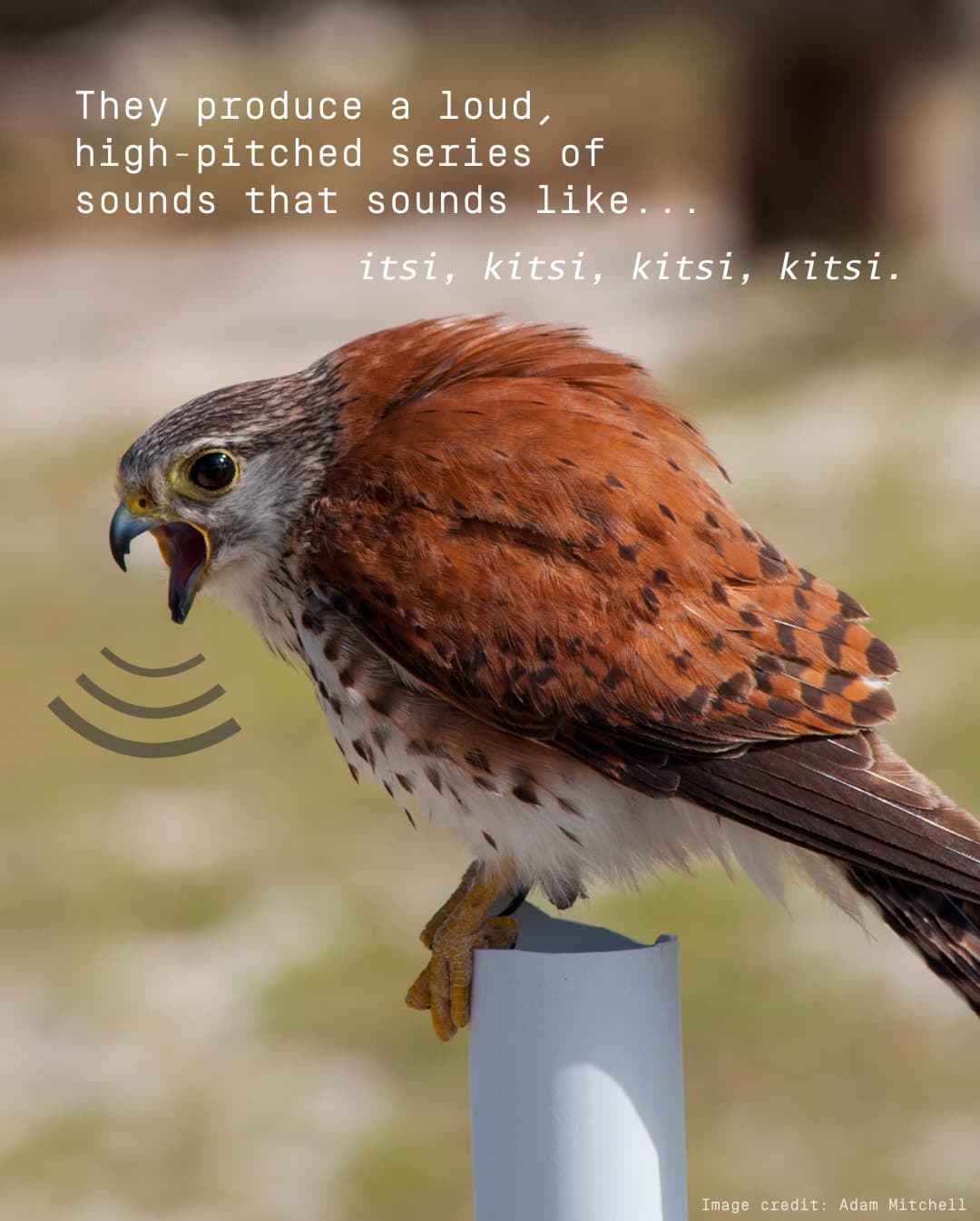 Meet the Aldabra Kestrel! (4/5)
