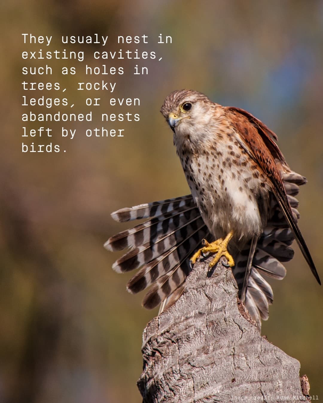 Meet the Aldabra Kestrel! (5/5)