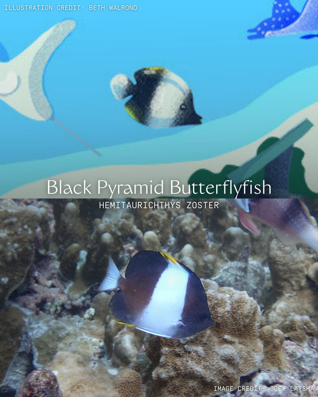 Art has the power to translate urgent conservation messages into digestible visual… (2/8)