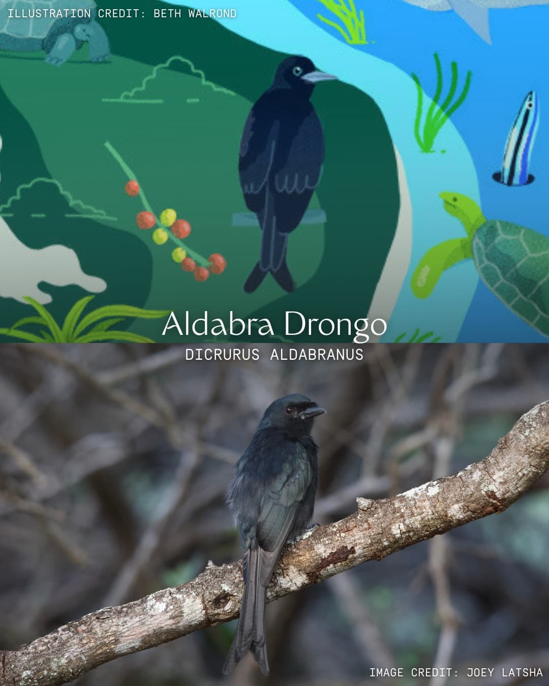 Art has the power to translate urgent conservation messages into digestible visual… (4/8)