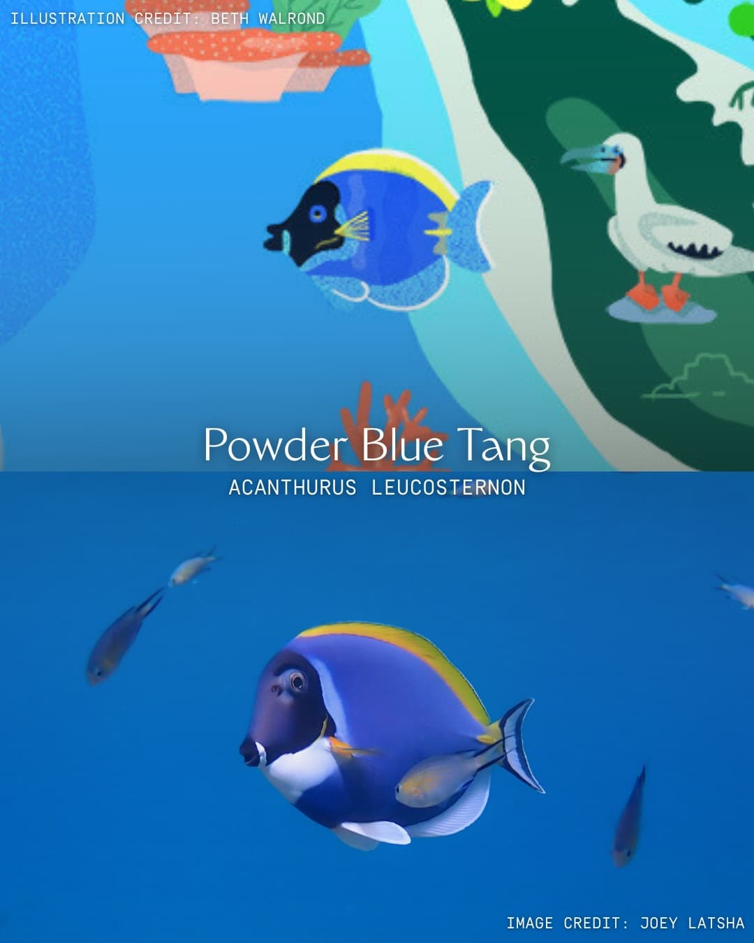Art has the power to translate urgent conservation messages into digestible visual… (7/8)
