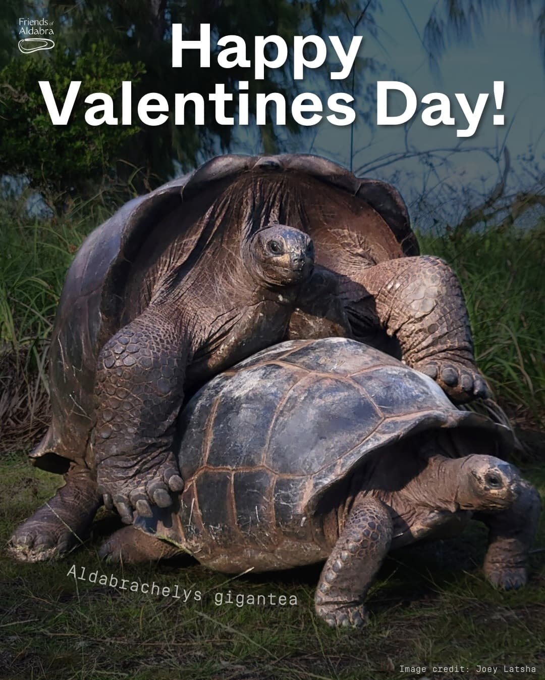 Roses are red, Aldabra’s surrounded by ocean blue, Bonds are being formed, To protect… (1/7)