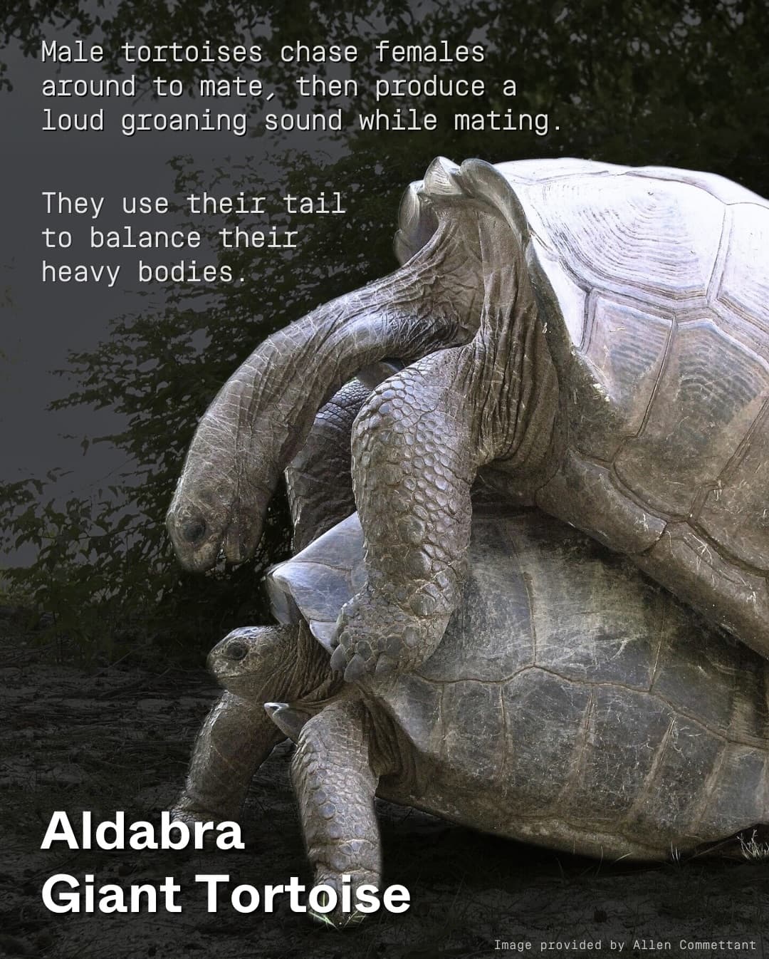 Roses are red, Aldabra’s surrounded by ocean blue, Bonds are being formed, To protect… (2/7)