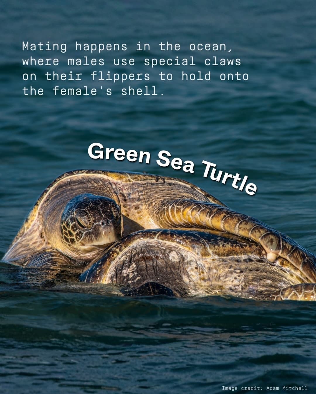 Roses are red, Aldabra’s surrounded by ocean blue, Bonds are being formed, To protect… (6/7)